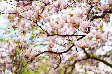 Obraz premium Serene garden photo inspiring energetic springtime and creative thoughts