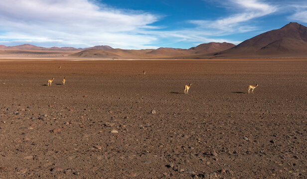 Small Herd of Wild Vicu&ntilde;as Scattered Across Vast Barren Bolivian Altiplano Desert Plain with Volcanic Mountains on Horizon