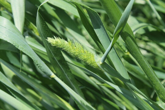 Phalaris paradoxa,  annual grass or Canary Grass