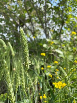 Phalaris paradoxa,  annual grass or Canary Grass
