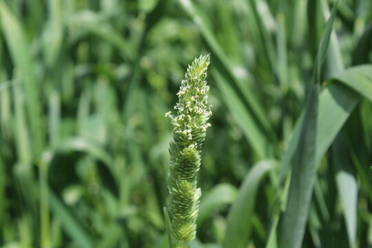 Phalaris paradoxa,  annual grass or Canary Grass