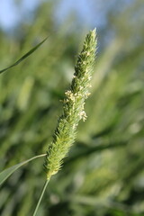 Fototapeta premium Phalaris paradoxa, annual grass or Canary Grass
