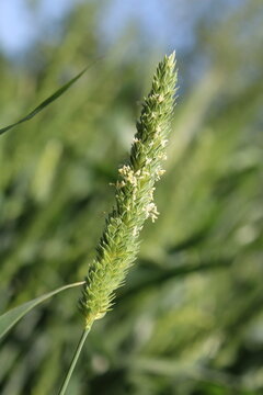 Phalaris paradoxa,  annual grass or Canary Grass