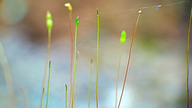 Macro Close Up of Moss Sporophytes and Thin Cobweb in Forest