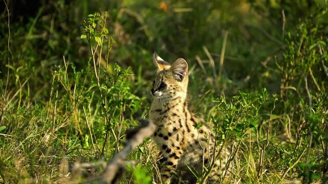 Wild serval cat walking through dense green grass and bushes in savannah habitat