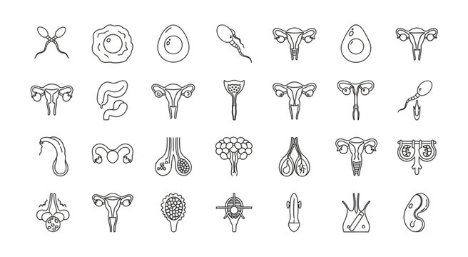Medical illustration of human reproductive system organs in black and white.