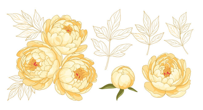 Elegant collection of yellow peony blossoms accompanied by gold line art leaves and buds for sophisticated floral compositions.