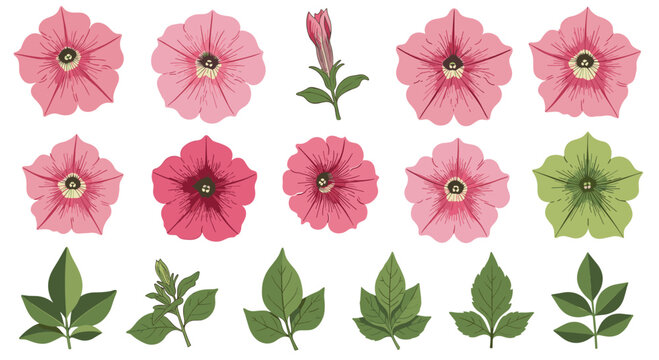 Detailed botanical set of pink petunia flowers in various views, including buds, full blooms, and different types of green leaves.