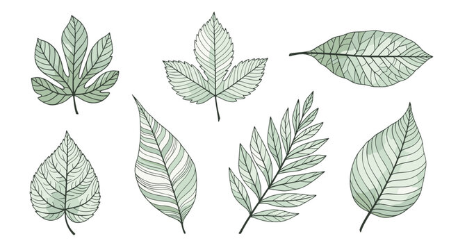 Selection of various tree leaves drawn in a sketchy green style with detailed veins, perfect for nature themed designs.