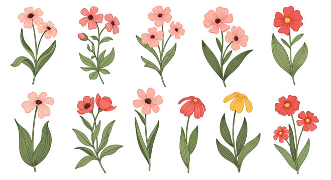 Variety of small pink red and yellow flowers with long green stems and leaves isolated on a white background.