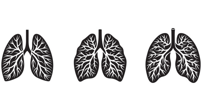 Human lungs with bronchial tree  anatomical illustrations  medical graphics  healthy respiratory system  organ anatomy