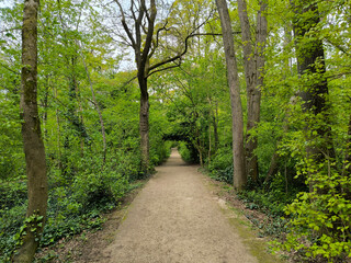 Fototapeta premium Straight Gravel Path Forming a Green Tunnel Through Lush Spring Forest with Tall Trees