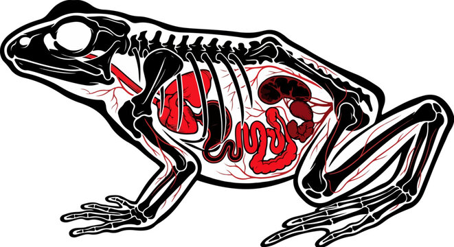 Frog Anatomy Silhouette Bold Vector Illustration