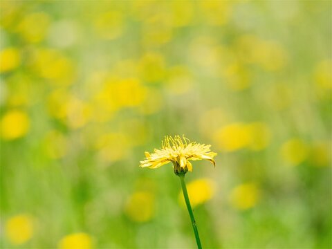 Close-up of yellow hawkweed flowers blooming in a green field
