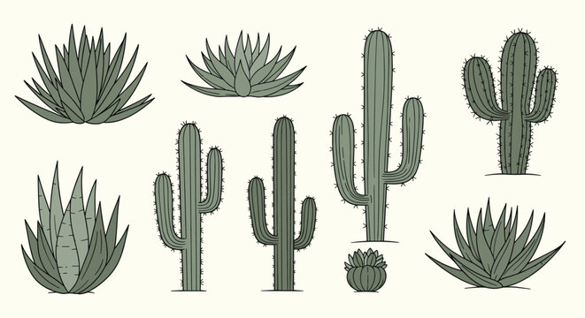 Detailed line art of various desert plants including tall saguaros, prickly pears, and thick-leaved succulents in a collection.