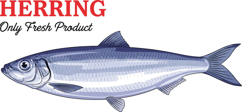 Realistic Atlantic herring fish vector illustration with fresh product typography text isolated on white background for seafood market label design and healthy aquatic food