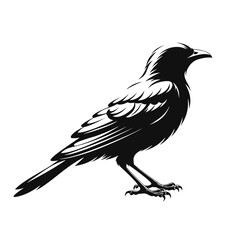 Obraz premium Black bird, crow, raven silhouette, vector illustration, animal icon