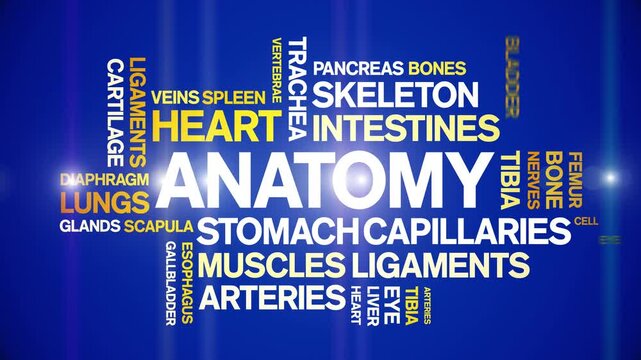 Anatomy animated word cloud-text design animation tag kinetic typography seamless loop.