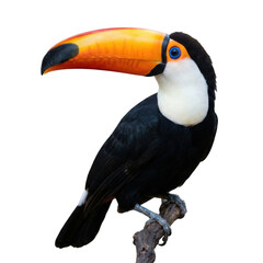 Obraz premium Colorful toucan with large beak isolated PNG, tropical bird with black plumage and vibrant orange bill on transparent background