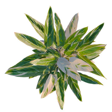 Calathea stromanthe Triostar tree plan, top view, cutout, transparent background, isolate, Elegant Dracaena Fragrans 'Janet Craig' Plant Leaves Close Up for Botanical Backgrounds