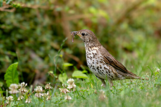 Song Thrush - Turdus philomelos, inconspicuous song bird from European forests and woodlands, Zlin, Czech Republic.