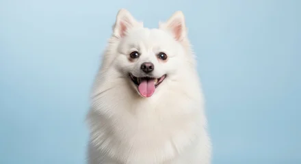 Fotobehang Dierenarts Fluffy white dog sits against a soft blue backdrop, tongue out and eyes sparkling with pure joy, capturing the irresistible charm of a perfectly happy companion    © UzaiR
