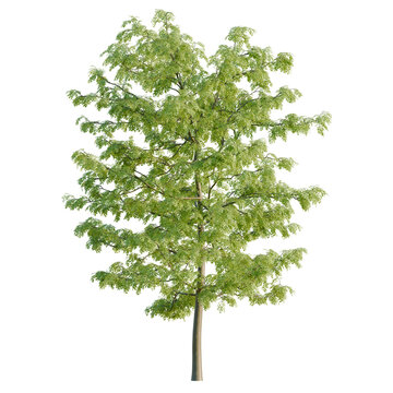 Gleditsia triacanthos tree, elevation, front view, cutout, transparent background, isolate, Detailed close-up of a lush green tree foliage with intricate leaf patterns, nature scene
