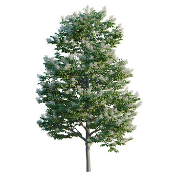 Syringa reticulata Ivory silk tree, elevation, front view, cutout, transparent background, isolate, Delicate Blooming Cherry Branch with Pink Flowers, Spring Floral Element, Nature Background