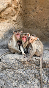  Three monkeys sitting close on stone