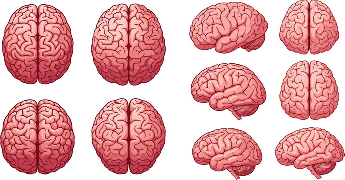 Detailed Human Brain Anatomy Illustration Set Showing Top View, Side View and Different Angles for Medical Education, Neurology and Science Design Isolated on White Background