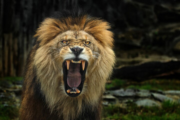 Roaring lion portrait front view with open mouth and sharp teeth © denisapro