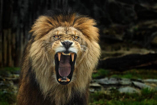 Roaring lion portrait front view with open mouth and sharp teeth
