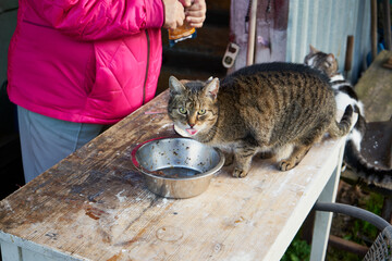 koty © Marcin Łazarczyk