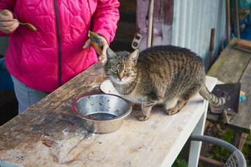 kot © Marcin Łazarczyk