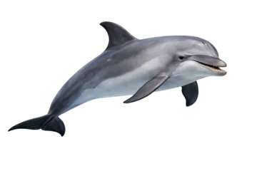 Fotobehang Dolfijn Png isolated transparent dolphin  © PNG Studio 99