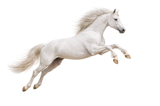 White Horse Jumping Isolated on Transparent Background &ndash; Powerful Equine Animal PNG Cutout