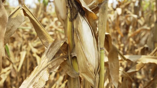 Dried Corn Stalks in Field Harvest Seasons Golden Brown Husks and Leaves, Capturing Texture and Color in Agriculture