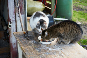 koty © Marcin Łazarczyk