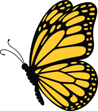 Yellow and black monarch butterfly insect