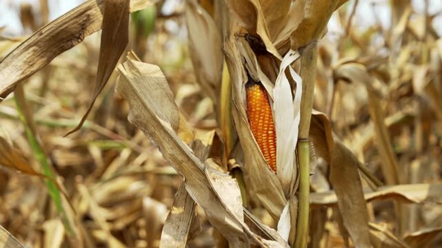 Ripe Ear of Corn Peeks Through Dry Husks in Sunlit Field, Showcasing Harvest Season Bounty and Agricultural Abundance