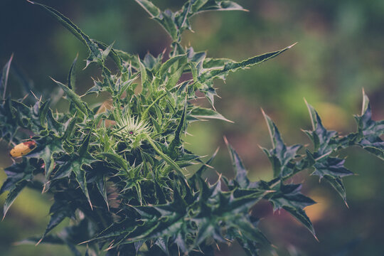 Close-up of a wild green thistle plant with sharp prickly leaves and a developing flower bud in a natural field.