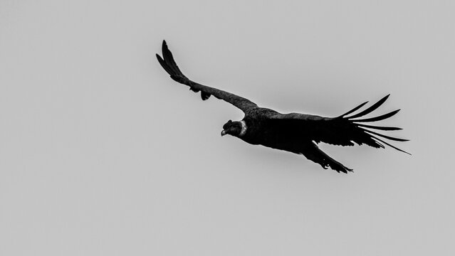 Majestic Andean condor soaring with wings spread wide against a clear pale sky, black and white wildlife photography.
