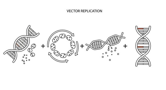 Vector Replication Process: DNA, Plasmid, Enzymes, and Replication Fork