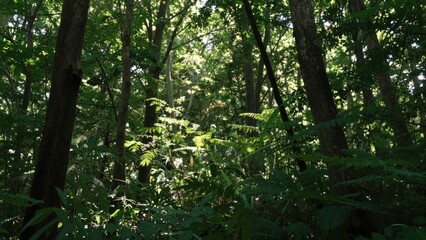 Fototapeta premium Shaded forest interior with ferns and tree trunks
