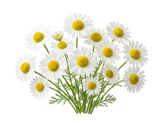 Fototapeta premium Beautiful white daisies with yellow centers and green stems isolated on white background