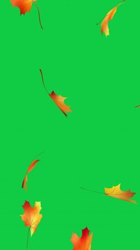 Beautiful flying colorful autumn maple foliage. Animation red orange yellow autumn leaves falling smoothly on green screen. Autumn 4k seasonal seamless loop on chroma key background