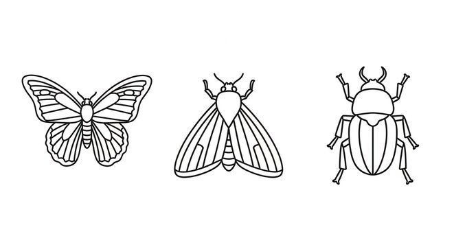 Set of three stylized insects: butterfly, moth, and beetle, isolated on white background, line art