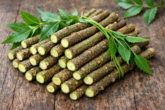 Fresh neem sticks with green leaves placed on rustic wooden table outdoors, highlighting natural ayurvedic oral care, herbal medicine and organic wellness in a clean, earthy lifestyle setting