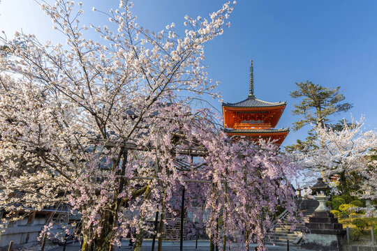 京都　清水寺　三重塔と桜　２