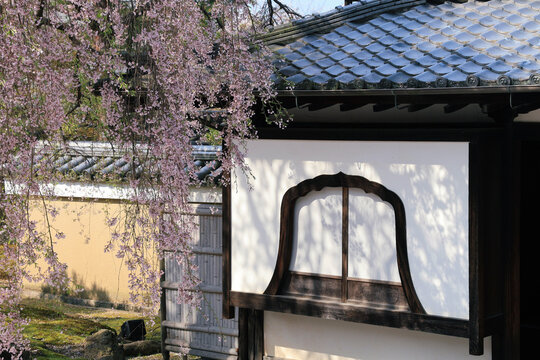 京都　高台寺の枝垂れ桜と唐門